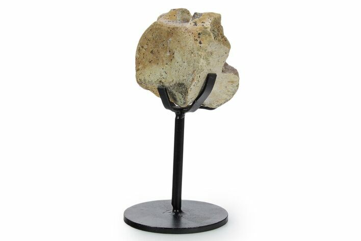 Fossil Thescelosaurus Vertebra w/ Metal Stand - South Dakota #354298